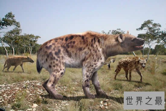 世界史上最庞大的狗,巨鬣狗(长2.5米/重600斤)