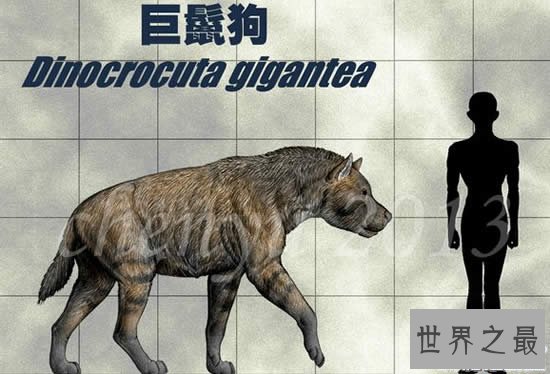 世界史上最庞大的狗,巨鬣狗(长2.5米/重600斤)