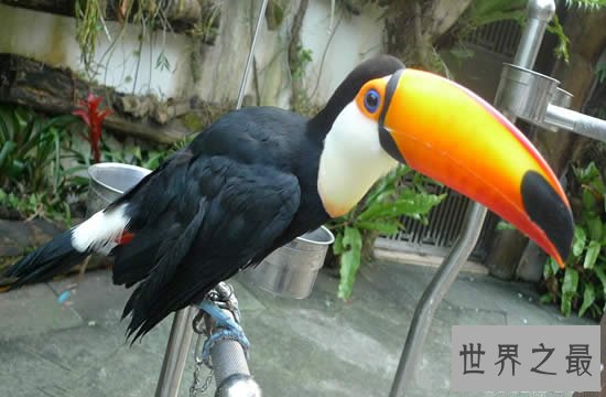 世界上嘴巴最大的鸟,巨嘴鸟(嘴长占身体的一半)