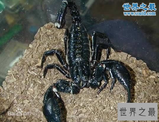 世界上最大的蝎子，真帝王蝎(长0.4米)
