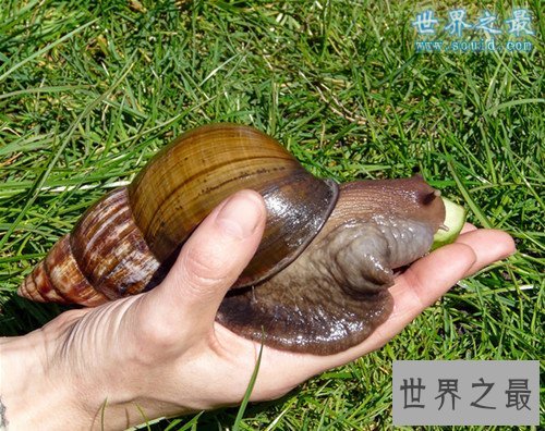 世界上最大的蜗牛,非洲大蜗牛(长20厘米)