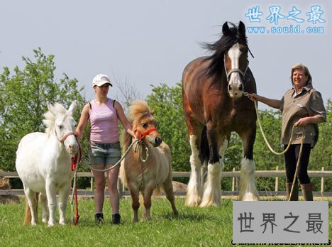 世界上最大的马,夏尔马(超过一吨重)