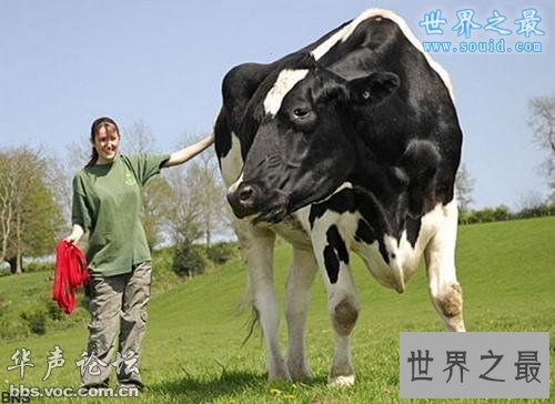 世界上最大的奶牛，身高接近2米高
