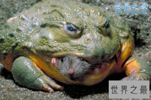 世界上最大的青蛙,非洲巨蛙(体长1米)