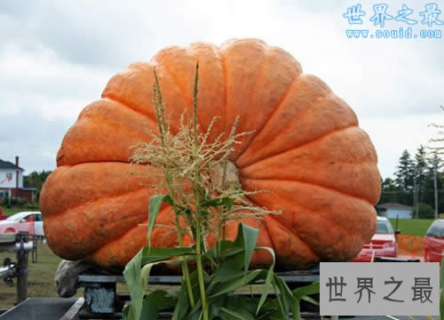 世界上最大最重的南瓜,重1900斤(如汽车一般大)