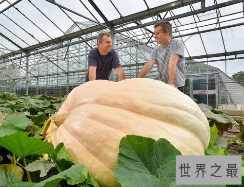 世界上最大最重的南瓜,重1900斤(如汽车一般大)