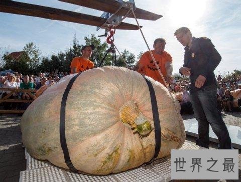 世界上最大最重的南瓜,重1900斤(如汽车一般大)