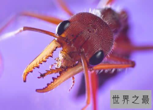 世界上最大的蚂蚁,公牛蚁(3.7厘米)