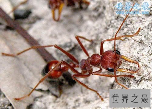 世界上最大的蚂蚁,公牛蚁(3.7厘米)