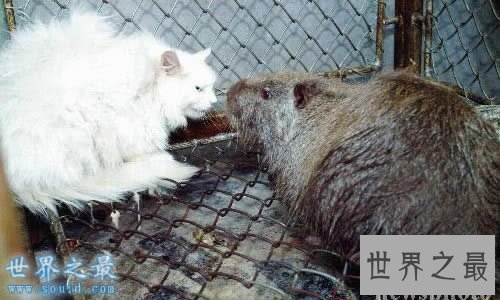 世界上最大的老鼠,1.1米长(比小孩还高)