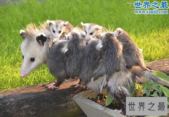 世界上最大的老鼠,1.1米长(比小孩还高)