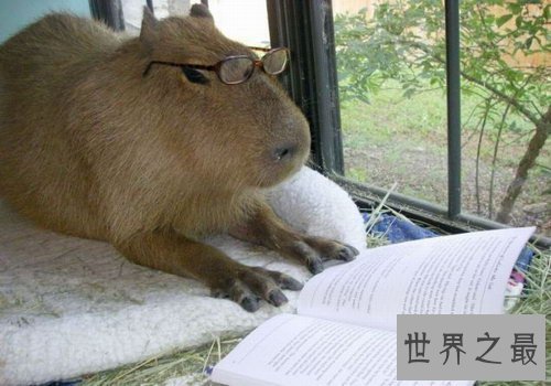 世界上最大的啮齿宠物,最大的水豚(90斤)
