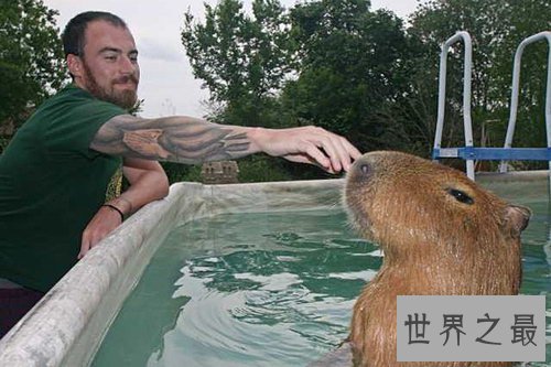 世界上最大的啮齿宠物,最大的水豚(90斤)