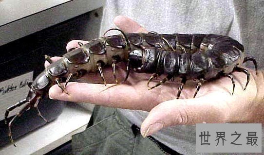 世界上最大的蜈蚣,加拉帕格斯巨人蜈蚣(长0.62米)