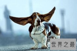 世界上最大的狗耳朵