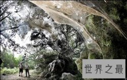 世界上最大的蜘蛛网