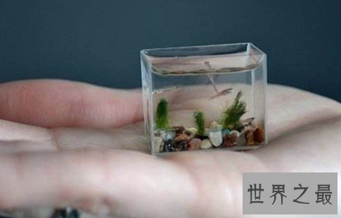 世界上最小的脊椎动物,小到我们几乎很难分辨出来