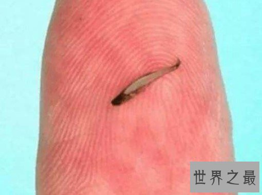 世界上最小的脊椎动物,小到我们几乎很难分辨出来