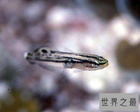 世界上最小的脊椎动物,小到我们几乎很难分辨出来