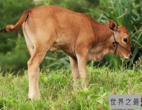 世界上最小的牛,天台小狗牛仅一般狗大小