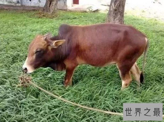 世界上最小的牛,天台小狗牛仅一般狗大小