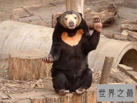 世界上最小的熊,成年体都不超过1米5