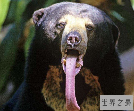 世界上最小的熊,成年体都不超过1米5