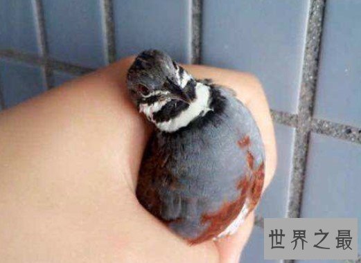 世界上最小的鸡,重量还没一个鸡蛋重