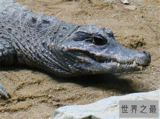 世界上最小的鳄鱼,一起来进入非洲侏儒鳄的传奇鳄生!