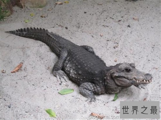世界上最小的鳄鱼,一起来进入非洲侏儒鳄的传奇鳄生!