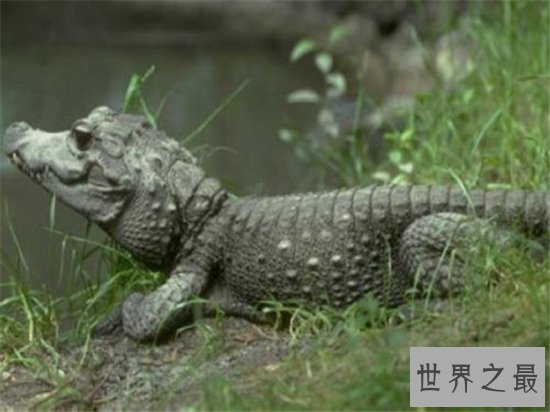 世界上最小的鳄鱼,一起来进入非洲侏儒鳄的传奇鳄生!