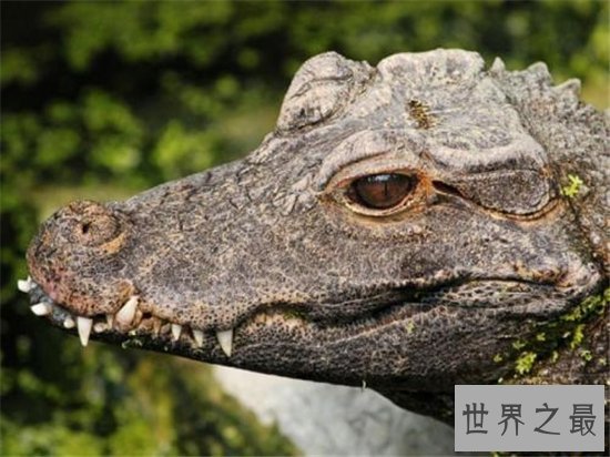 世界上最小的鳄鱼,一起来进入非洲侏儒鳄的传奇鳄生!