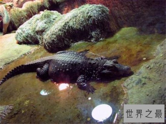 世界上最小的鳄鱼,一起来进入非洲侏儒鳄的传奇鳄生!