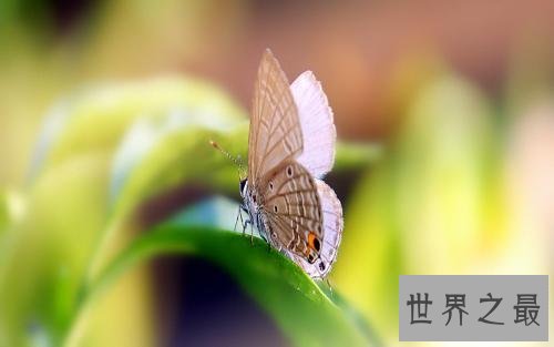 世界上最小大蝴蝶,最小的只有13毫米。