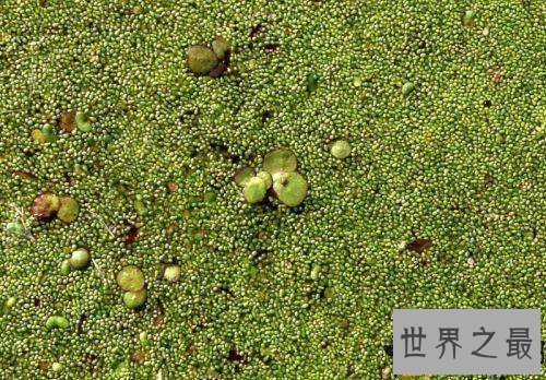 世界上最小的花,比芝麻都小的花。