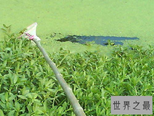 世界上最小的花,比芝麻都小的花。