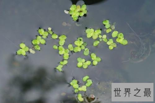 世界上最小的花,比芝麻都小的花。