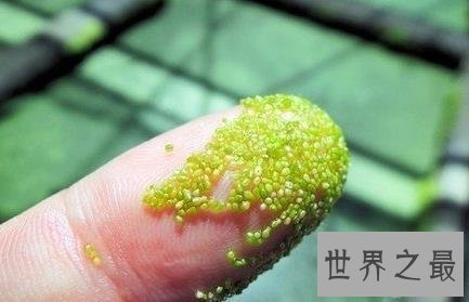 世界上最小的花,比芝麻都小的花。