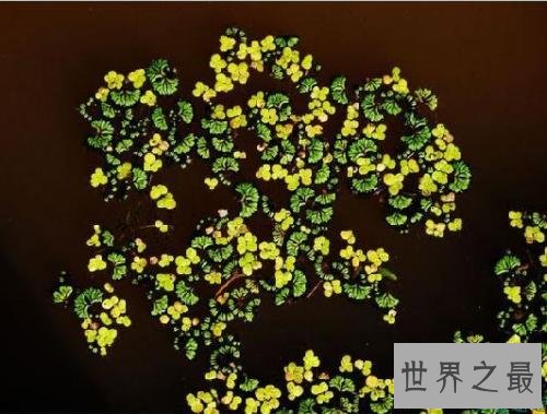 世界上最小的花,比芝麻都小的花。