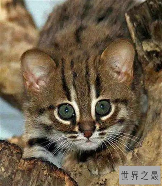 世界上最小的野猫,体重仅4斤却是顶级的猎食者