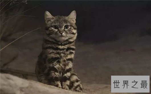 世界上最小的野猫,体重仅4斤却是顶级的猎食者