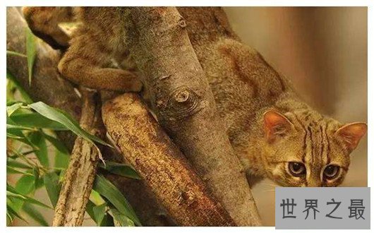世界上最小的野猫,体重仅4斤却是顶级的猎食者