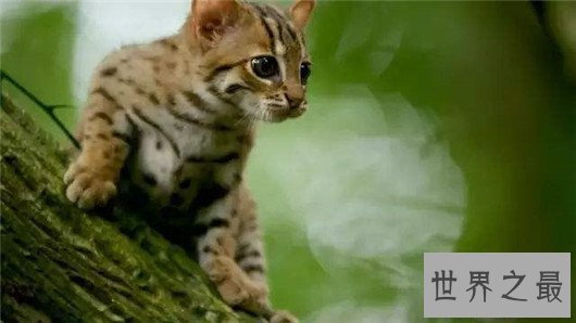 世界上最小的野猫,体重仅4斤却是顶级的猎食者