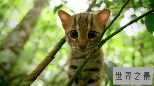 世界上最小的野猫,体重仅4斤却是顶级的猎食者