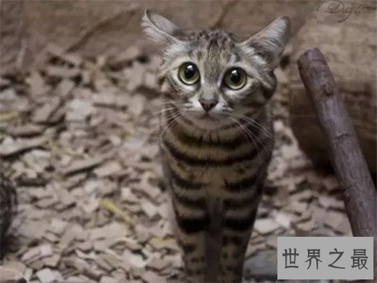 世界上最小的野猫,体重仅4斤却是顶级的猎食者
