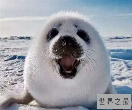 世界上最小的海豹,贝加尔海豹体长1米,是唯一生活在湖泊中的海豹