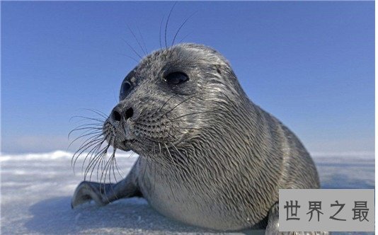 世界上最小的海豹,贝加尔海豹体长1米,是唯一生活在湖泊中的海豹