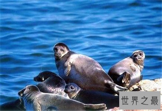 世界上最小的海豹,贝加尔海豹体长1米,是唯一生活在湖泊中的海豹