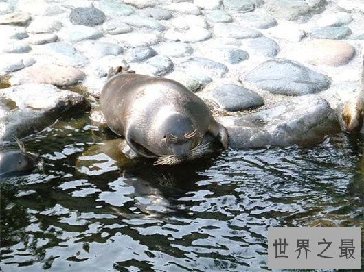 世界上最小的海豹,贝加尔海豹体长1米,是唯一生活在湖泊中的海豹