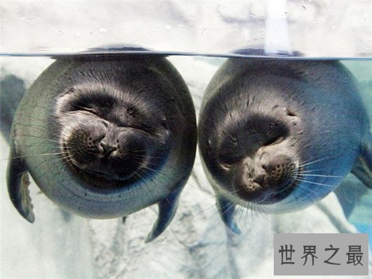 世界上最小的海豹,贝加尔海豹体长1米,是唯一生活在湖泊中的海豹